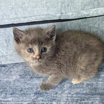 Dilute Tortoiseshell and Domestic Medium Hair Cats Available for Adoption in Concord, North Carolina - Clover | PetCurious