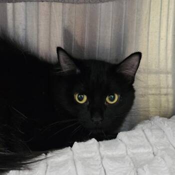 Starlight -  Domestic Short Hair Cat for Adoption in Burlington, Ontario - Starlight | PetCurious