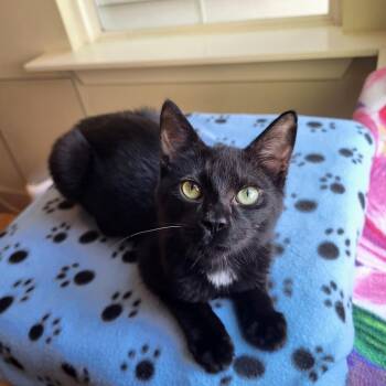 Phantom -  Domestic Short Hair Cat for Adoption in Houston, Texas - Phantom | PetCurious