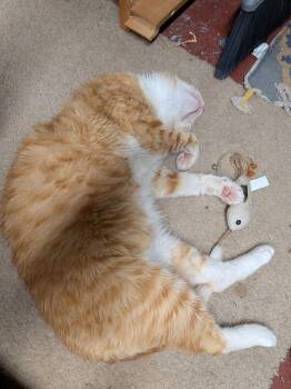 Archie Boy -  Domestic Short Hair Cat for Adoption in Telford, Pennsylvania - Archie Boy | PetCurious