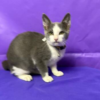 Angus -  Domestic Short Hair Cat for Adoption in North Myrtle Beach, South Carolina - Angus | PetCurious