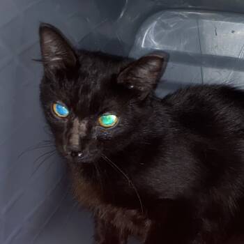 Rescue Domestic Short Hair Cats for Adoption in Windsor, Virginia - CD 1 | PetCurious