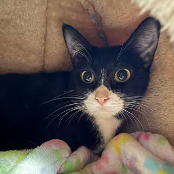 Sallow -  Domestic Short Hair Cat for Adoption in Morristown, Vermont - Sallow | PetCurious