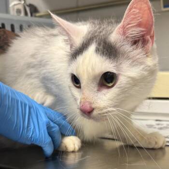 Domestic Short Hair Cats Available for Adoption in Greenville, South Carolina - Salmon | PetCurious
