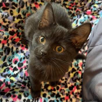 Domestic Short Hair Cats Available for Adoption in Elmwood Park, Wisconsin - Jeep | PetCurious