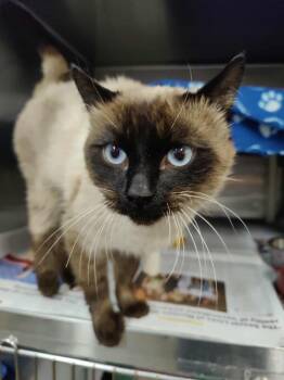Rescue Siamese Cats for Adoption in Fruit Heights, Utah - Oswald | PetCurious