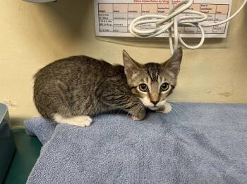 Rescue Domestic Short Hair Cats for Adoption in Pasadena, California - A525229 | PetCurious