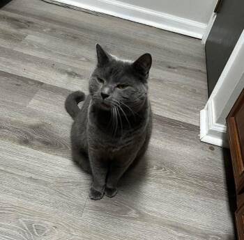 Russian Blue Cats Available for Adoption - Magnus | PetCurious