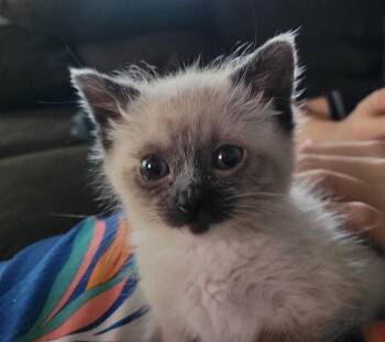 ASH -  Domestic Short Hair Cat for Adoption in Colorado Springs, Colorado - ASH | PetCurious