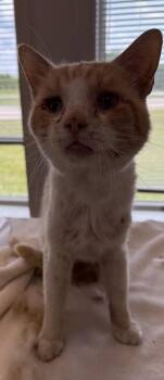 Stevie -  Domestic Short Hair Cat for Adoption in Lafayette, Indiana - Stevie | PetCurious