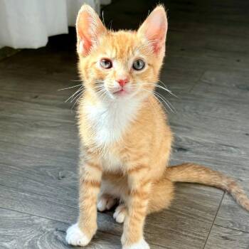 Hermes -  Domestic Short Hair Cat for Adoption in Ridgely, Maryland - Hermes | PetCurious