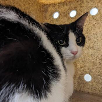 Domestic Short Hair Cats Available for Adoption - Amber | PetCurious