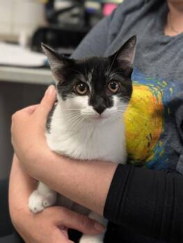 PEPPER -  Domestic Short Hair Cat for Adoption in Canfield, Ohio - PEPPER | PetCurious