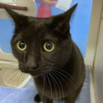 Domestic Short Hair Cats Available for Adoption in Cheyenne, Wyoming - Lupin | PetCurious