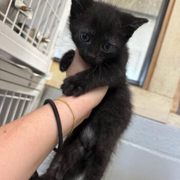 Butter Chicken -  Domestic Short Hair Cat for Adoption in New York, New York - Butter Chicken | PetCurious