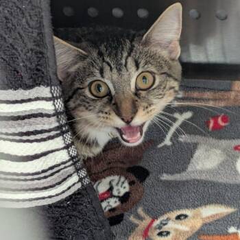 Inde -  Domestic Short Hair Cat for Adoption in Lynchburg, Virginia - Inde | PetCurious