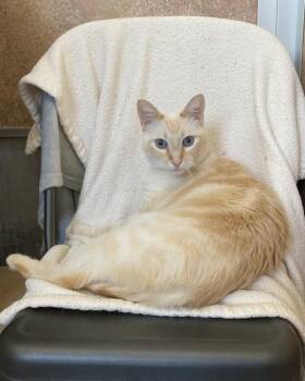 Snowman -  Domestic Short Hair Cat for Adoption in Novato, California - Snowman | PetCurious