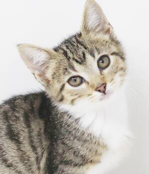 Tabby and Turkish Van Cats Available for Adoption in Bedford Hills, New York - Tequila Is A Living Teddy Bear!  TINY CUTENESS  MINI DORK | PetCurious