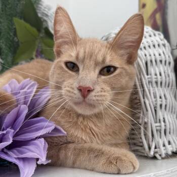 Mocha Honeywell 56273 -  Manx and Domestic Short Hair Cat for Adoption in Eaton Rapids, Michigan - Mocha Honeywell 56273 | PetCurious