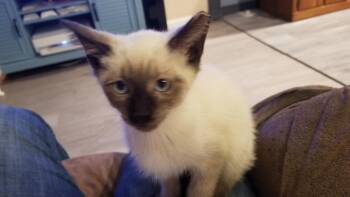 Rescue Siamese Cats for Adoption in Delta, Colorado - Sammy | PetCurious