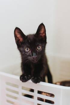 93120a Buzz-PetSmart West Ashley -  Domestic Short Hair Cat for Adoption in North Charleston, South Carolina - 93120a Buzz-PetSmart West Ashley | PetCurious