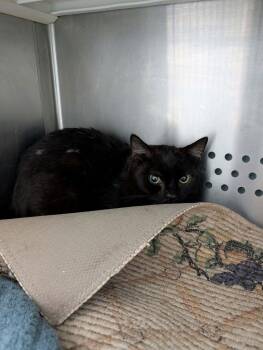 Domestic Short Hair Cats Available for Adoption - Fester - Not At Shelter (Debra) | PetCurious