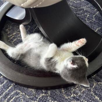 Domestic Short Hair Cats Available for Adoption in West Palm Beach, Florida - Ethel | PetCurious