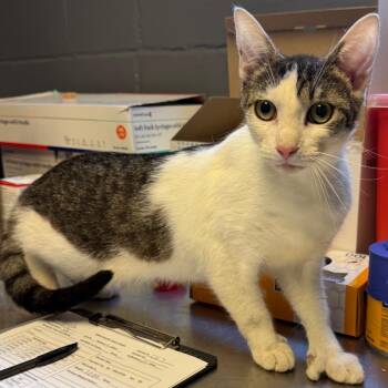 Domestic Short Hair Cats Available for Adoption in Tuscaloosa, Alabama - TUSC-Stray-84349 | PetCurious