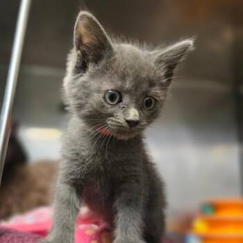 Glytch -  Domestic Medium Hair Cat for Adoption in San Jacinto, California - Glytch | PetCurious