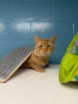 Frankenberry -  Domestic Long Hair Cat for Adoption in Yorkville, Illinois - Frankenberry | PetCurious