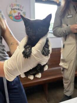 BIKINI -  Domestic Short Hair Cat for Adoption in Fort Walton Beach, Florida - BIKINI | PetCurious