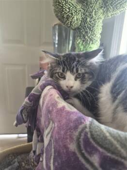 C338 Litter Mercedes -  Domestic Long Hair Cat for Adoption in Livonia, Michigan - C338 Litter Mercedes | PetCurious