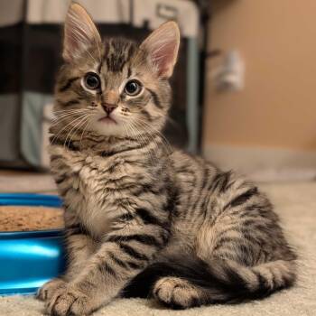 Moe -  Domestic Short Hair Cat for Adoption in Wilsonville, Oregon - Moe | PetCurious