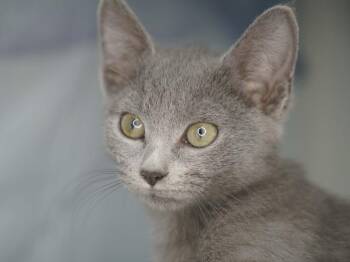 Peeper -  Domestic Short Hair Cat for Adoption in Republic, Washington - Peeper | PetCurious