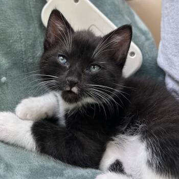 Domestic Short Hair Cats Available for Adoption in Chapel Hill, North Carolina - Oakley | PetCurious