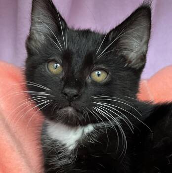 Nemo -  Tuxedo Cat Available for Adoption in Hood River, Oregon - Nemo | PetCurious