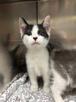 Hamish -  Domestic Short Hair Cat for Adoption in Findlay, Ohio - Hamish | PetCurious
