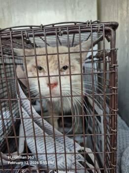 Domestic Short Hair Cats Available for Adoption - STEVEN | PetCurious