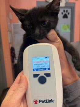 Leo 3 -  Domestic Medium Hair Cat for Adoption in Morgantown, Kentucky - Leo 3 | PetCurious