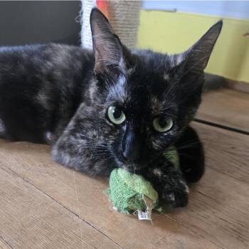 Rook -  Domestic Short Hair Cat for Adoption in Liverpool, Texas - Rook | PetCurious