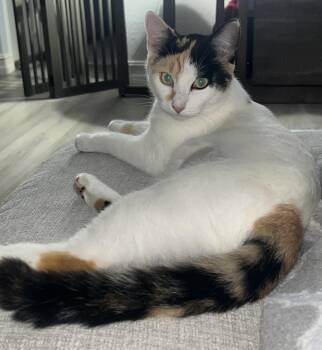 Rescue Calico and Domestic Short Hair Cats for Adoption in Melbourne, Florida - Mama Rosie | PetCurious