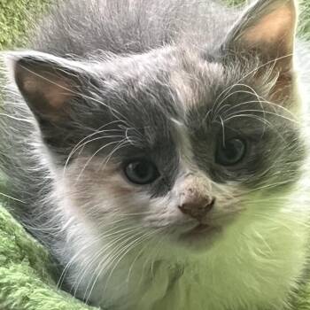 Violet -  Domestic Medium Hair Cat for Adoption in Mundelein, Illinois - Violet | PetCurious
