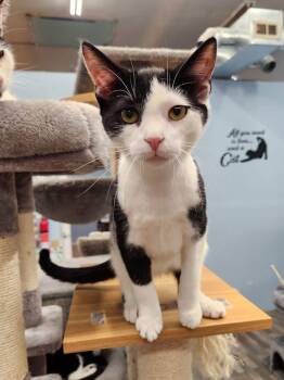 Rescue Domestic Short Hair Cats for Adoption in West Mifflin, Pennsylvania - Alfalfa | PetCurious