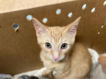 JERRY -  Domestic Short Hair Cat for Adoption in Tustin, California - JERRY | PetCurious