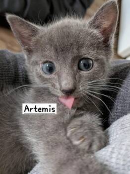 Russian Blue Cats Available for Adoption in Calimesa, California - Artemis | PetCurious