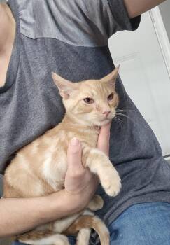 Merv -  Domestic Short Hair Cat for Adoption in Dickson, Tennessee - Merv | PetCurious