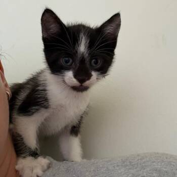 Puffin Shaw-CA -  Domestic Short Hair Cat for Adoption in Tallahassee, Florida - Puffin Shaw-CA | PetCurious