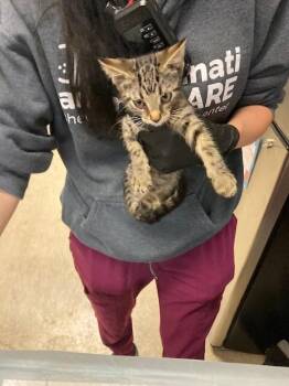 Boo -  Domestic Short Hair Cat for Adoption in Cincinnati, Ohio - Boo | PetCurious