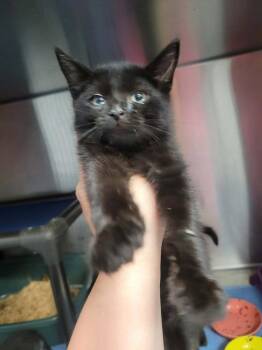 Gidget -  Domestic Short Hair Cat for Adoption in Republic, Missouri - Gidget | PetCurious