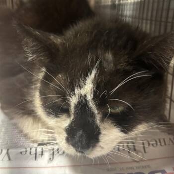 Moth -  Domestic Short Hair Cat for Adoption in Yuma, Arizona - Moth | PetCurious